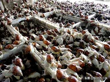 如何养殖白玉蜗牛，如何养殖白玉蜗牛