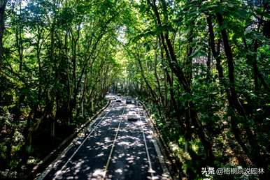 江门市行道树有哪些树种？