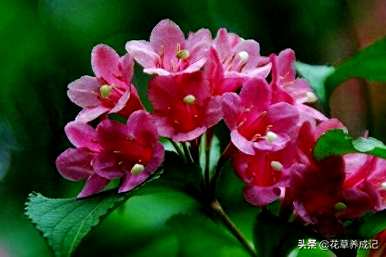 如何种植锦带花，如何种植锦带花视频