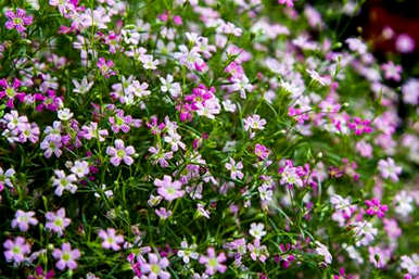 日本樱花开花时间受什么影响，日本樱花开花期预测什么时候开花？