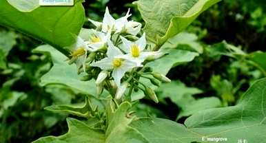 水茄能吃吗？水茄能用来煮水吗？