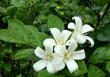 九里香能驱蚊吗？九里香驱蚊苍蝇