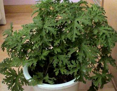 九里香能驱蚊吗？九里香驱蚊苍蝇