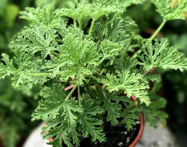 九里香能驱蚊吗？九里香驱蚊苍蝇