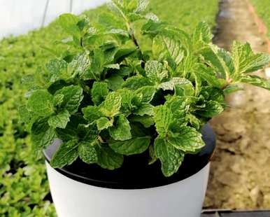 九里香能驱蚊吗？九里香驱蚊苍蝇