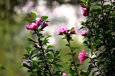 芙蓉花的花语是什么？芙蓉花的花语全集