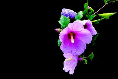 芙蓉花的花语是什么？芙蓉花的花语全集