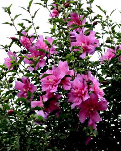 芙蓉花的花语是什么？芙蓉花的花语全集