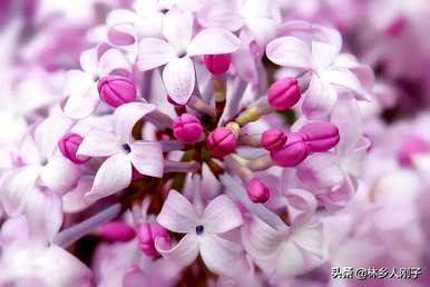 丁香花何时开花，丁香花何时开花