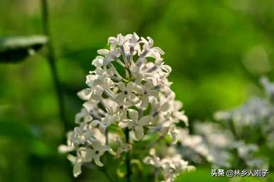 丁香花何时开花，丁香花何时开花