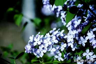丁香花何时开花，丁香花何时开花