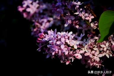 丁香花何时开花，丁香花何时开花