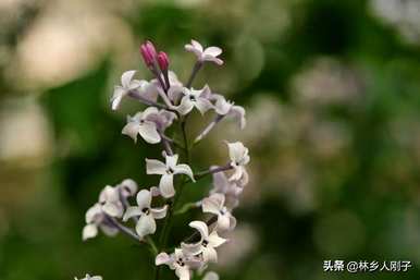 丁香花何时开花，丁香花何时开花