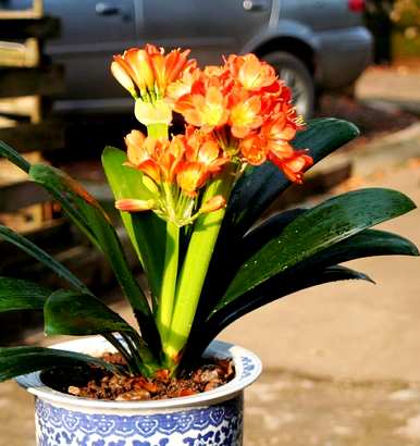 君子兰怎么开花？君子兰怎么浇大蒜？
