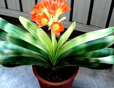 君子兰怎么开花？君子兰怎么浇大蒜？