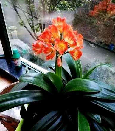 君子兰怎么开花？君子兰怎么浇大蒜？
