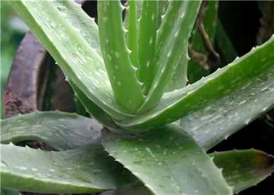 芦荟换盆后几天可以浇水。盆栽芦荟怎么浇水？
