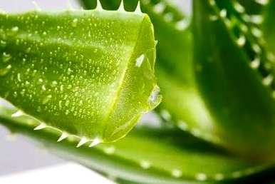 芦荟换盆后几天可以浇水。盆栽芦荟怎么浇水？