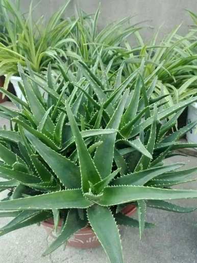 芦荟换盆后几天可以浇水。盆栽芦荟怎么浇水？