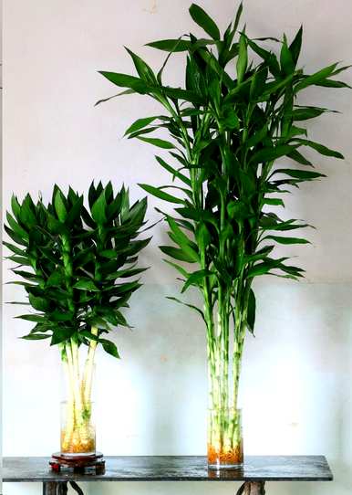 最旺的招财花有哪些，最旺家招财又好看又好看的花？
