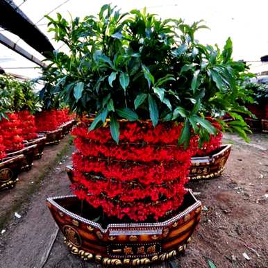 最旺的招财花有哪些，最旺家招财又好看又好看的花？