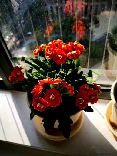 最旺的招财花有哪些，最旺家招财又好看又好看的花？