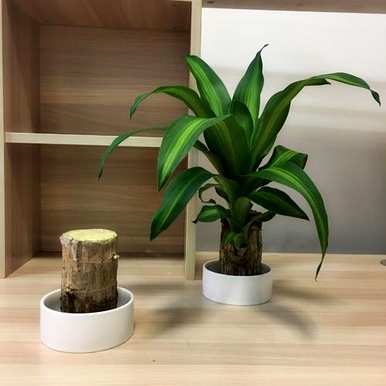 怎样养巴西木桩，怎样养巴西木桩？