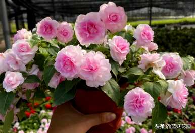 盆栽重瓣大株凤仙花图片，重瓣凤仙花好养吗？