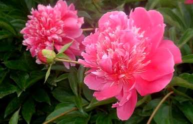 牡丹花有什么特点？牡丹花的生长特点是什么？