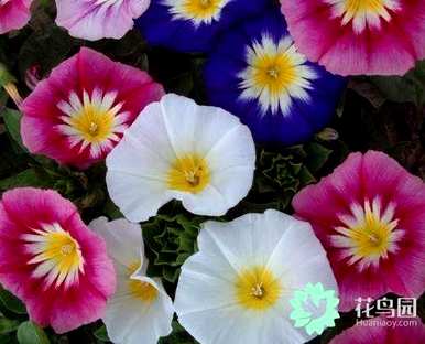 三色旋花种子种植方法、三色旋花种植方法及时间