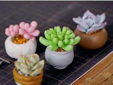 多肉植物浇水多久，多肉植物浇水多久？