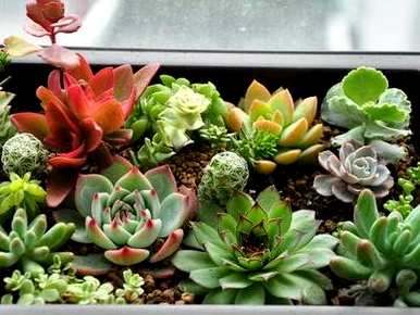 多肉植物浇水多久，多肉植物浇水多久？