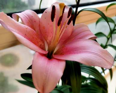 如何种植百合球，百合球的种植技巧