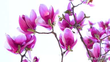 春天开的花有哪些名字，春天开的花有哪些？
