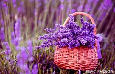 熏衣草花如何种植，熏衣草种植视频教程