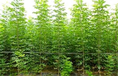 什么时候种植白蜡树成活率高，什么季节种植白蜡树最好？