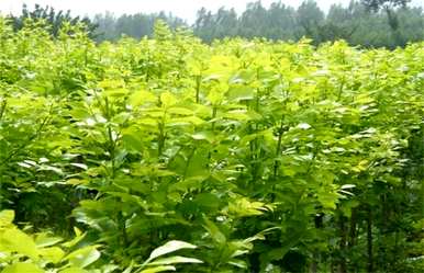什么时候种植白蜡树成活率高，什么季节种植白蜡树最好？