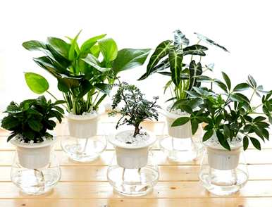 室内绿色植物花卉小盆栽，常见的室内花卉有哪些？
