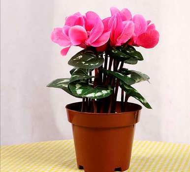 室内绿色植物花卉小盆栽，常见的室内花卉有哪些？