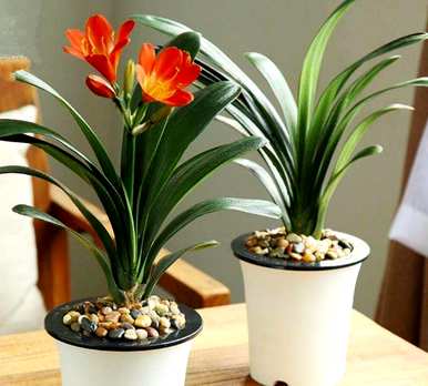 室内绿色植物花卉小盆栽，常见的室内花卉有哪些？