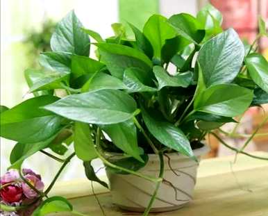 室内绿色植物花卉小盆栽，常见的室内花卉有哪些？