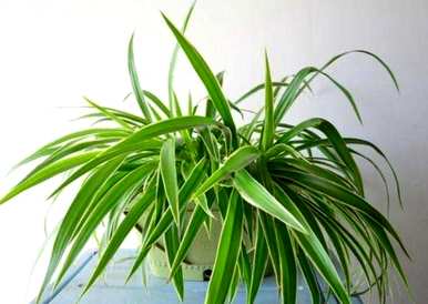 室内绿色植物花卉小盆栽，常见的室内花卉有哪些？