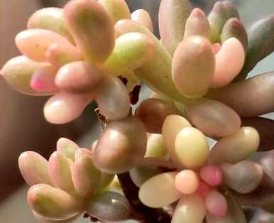 虹之玉怎么养需要浇水，虹之玉用什么土养？