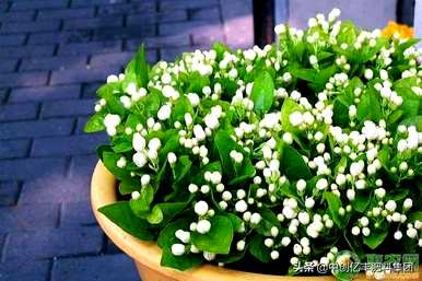茉莉花语是什么意思？茉莉花语的寓意和象征