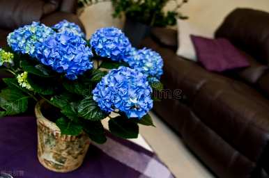绣球花能放在室内吗？绣球花有毒能放在室内吗？