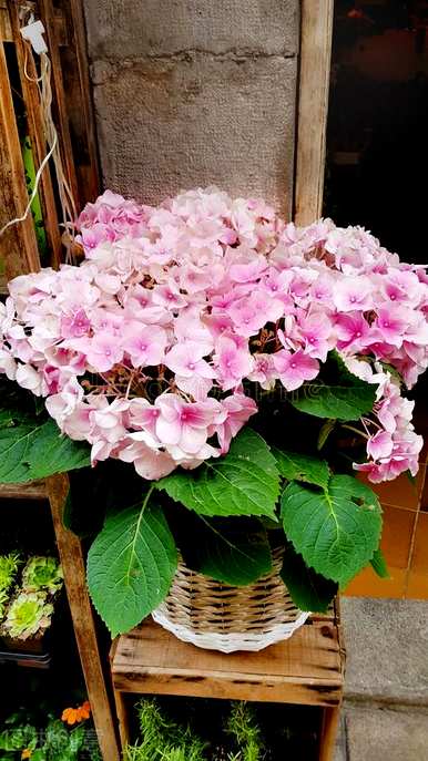 绣球花能放在室内吗？绣球花有毒能放在室内吗？