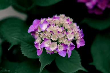 绣球花能放在室内吗？绣球花有毒能放在室内吗？