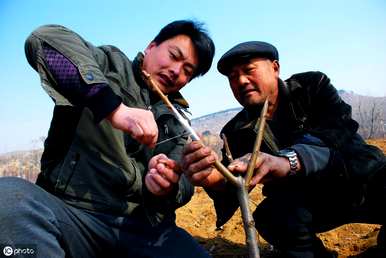 东北嫁接果树从几个月开始，果树的嫁接时间从几个月开始