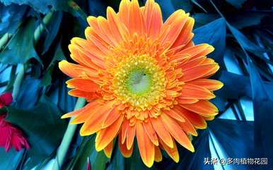 如何种植非洲菊，非洲菊温室种植技术