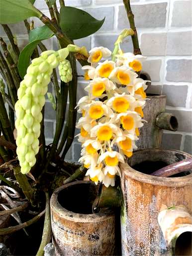 如何种植石斛，石斛种植小视频